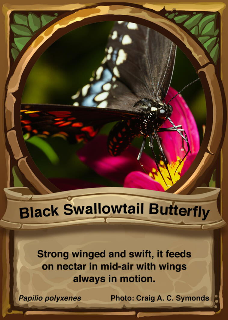 Black Swallowtail Butterfly Auraswarm Trading Card Black Swallowtail Butterfly Auraswarm Trading Card