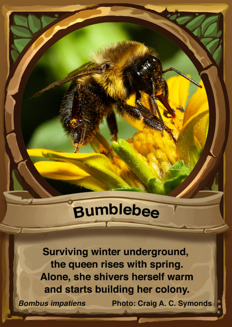 Bumblebee Auraswarm Trading Card Bumblebee Auraswarm Trading Card