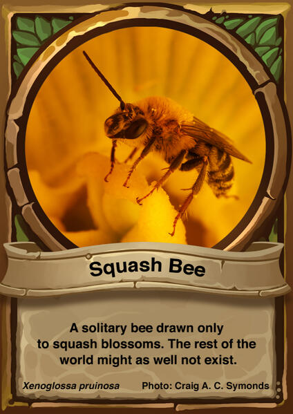 Squash Bee Auraswarm Trading Card Squash Bee Auraswarm Trading Card