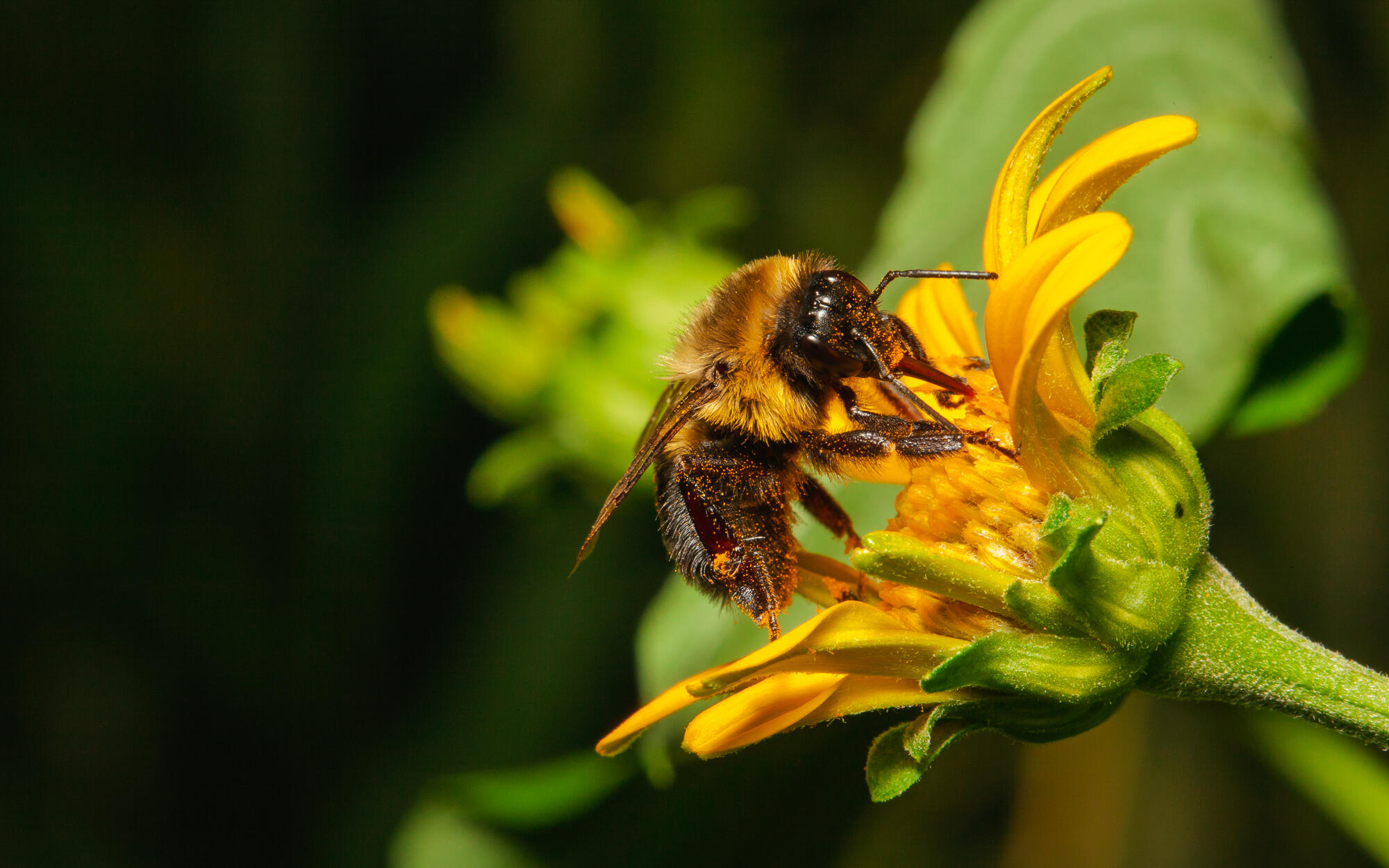Bumblebee
