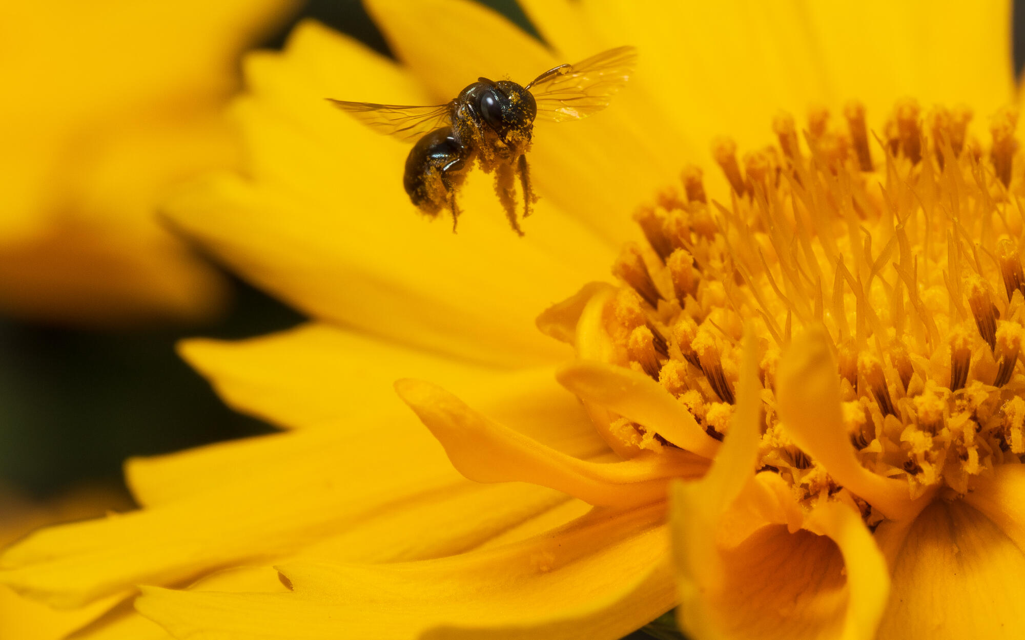 Small Carpenter Bee
