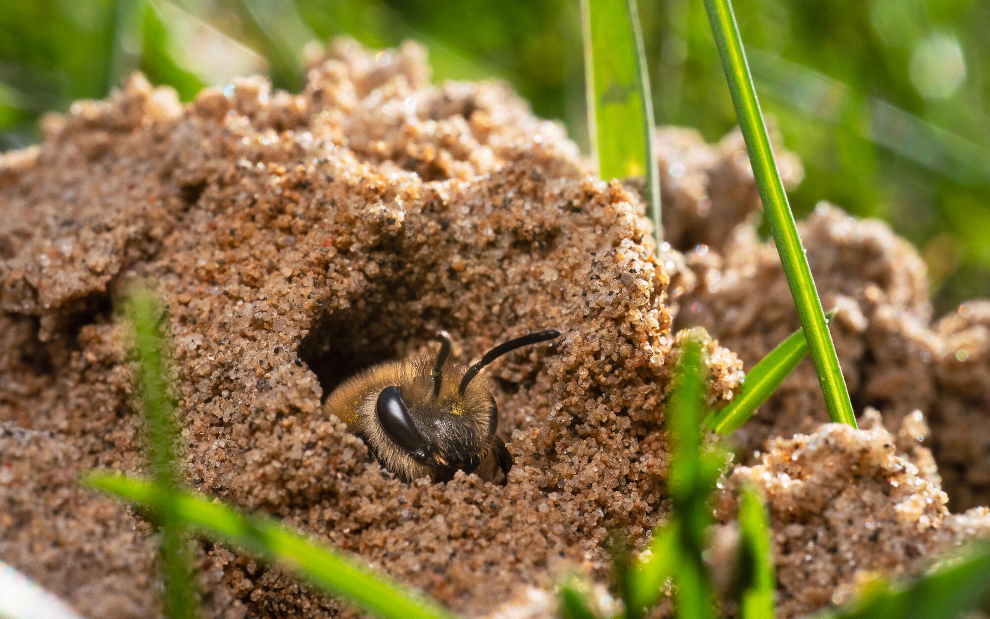 Cellophane Bee