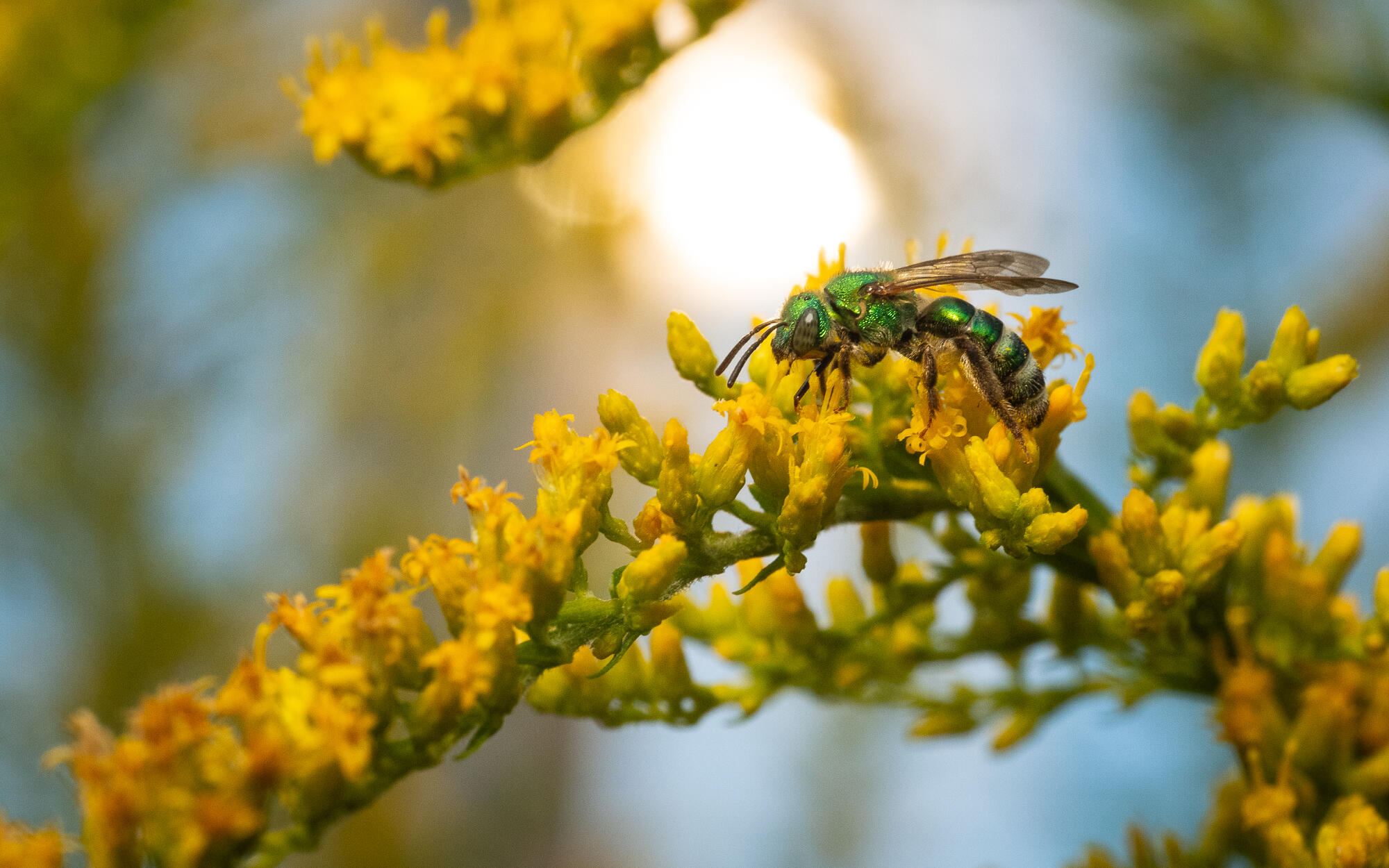 Sweat Bee