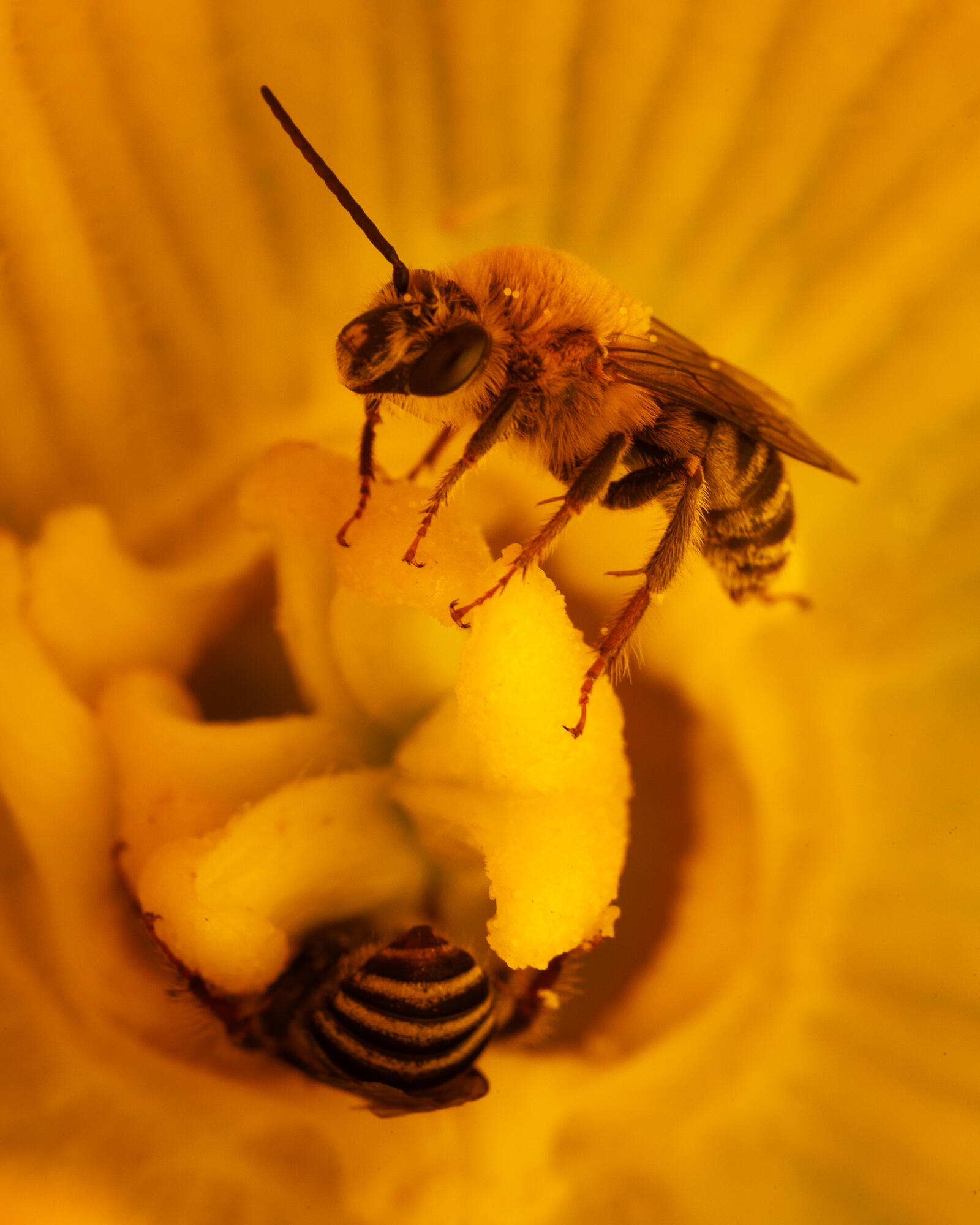 Squash Bee