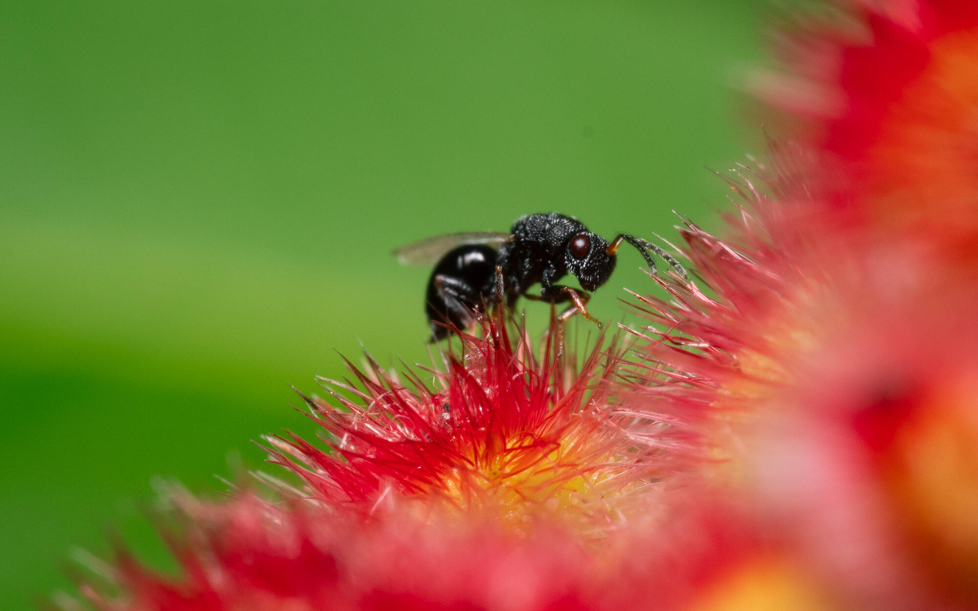 Chalcid Wasp