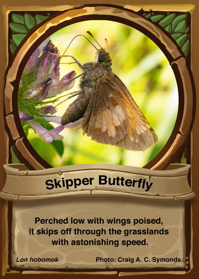 Skipper Butterfly Auraswarm Trading Card
