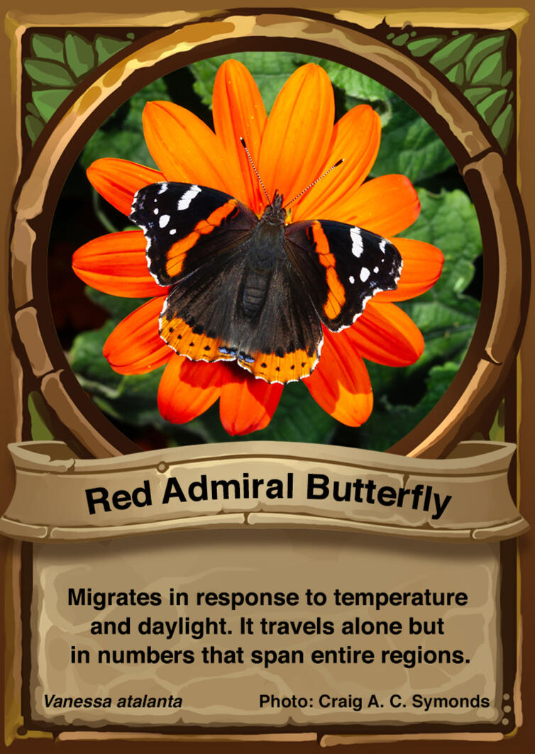 Red Admiral Butterfly Auraswarm Trading Card