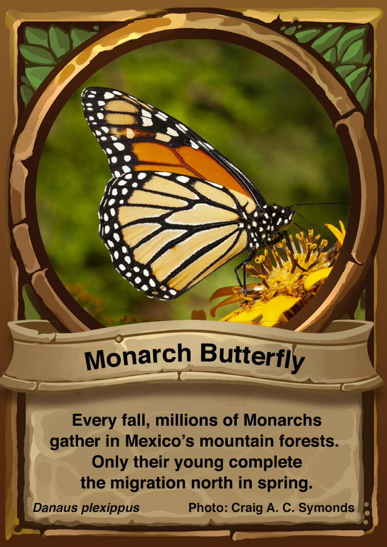 Monarch Butterfly Auraswarm Trading Card
