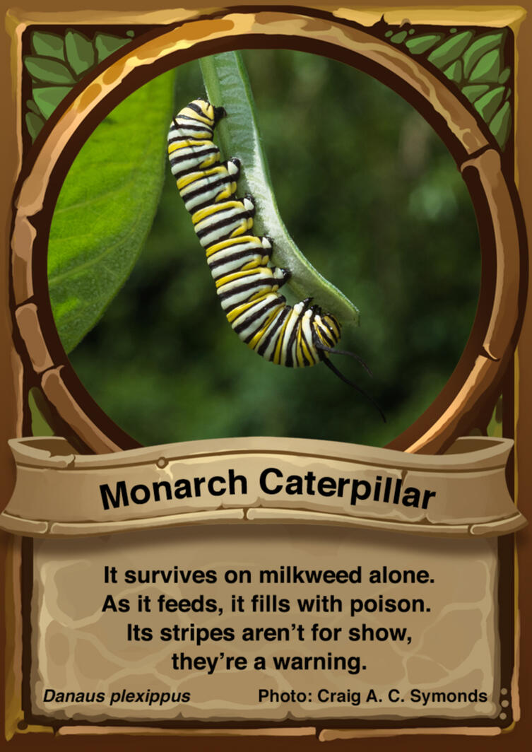 Monarch Caterpillar Auraswarm Trading Card
