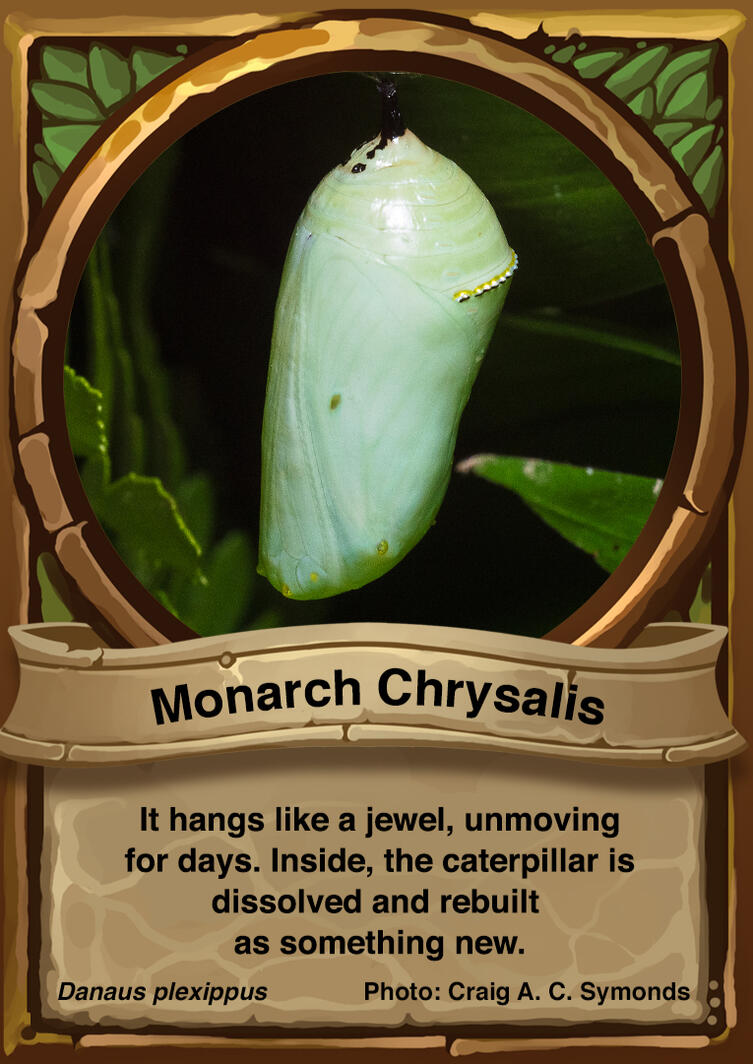 Monarch Chrysalis Auraswarm Trading Card