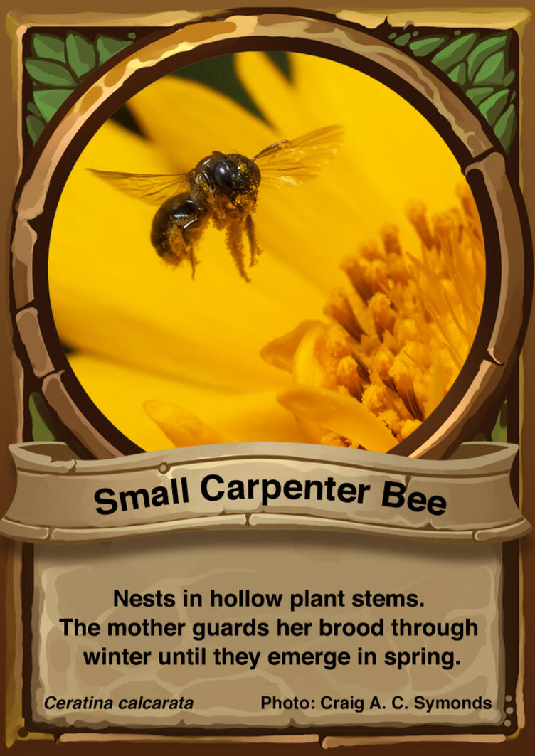 Small Carpenter Bee Auraswarm Trading Card