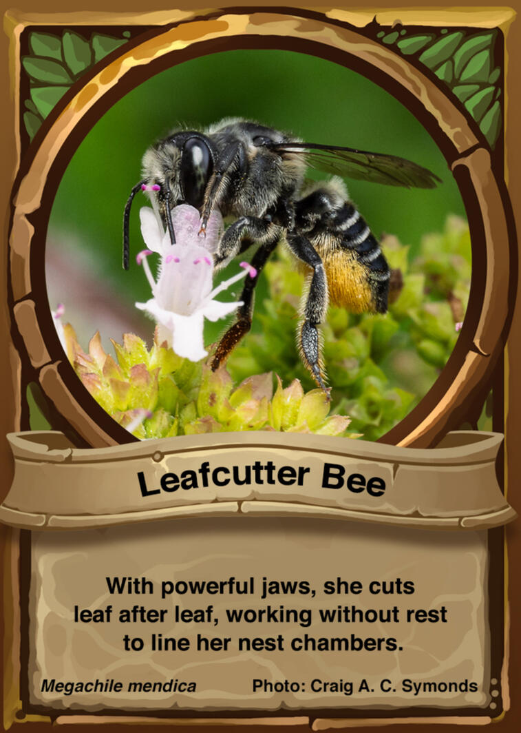 Leafcutter Bee Auraswarm Trading Card