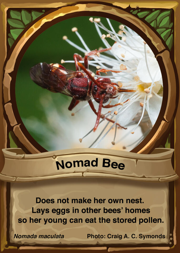 Nomad Bee Auraswarm Trading Card