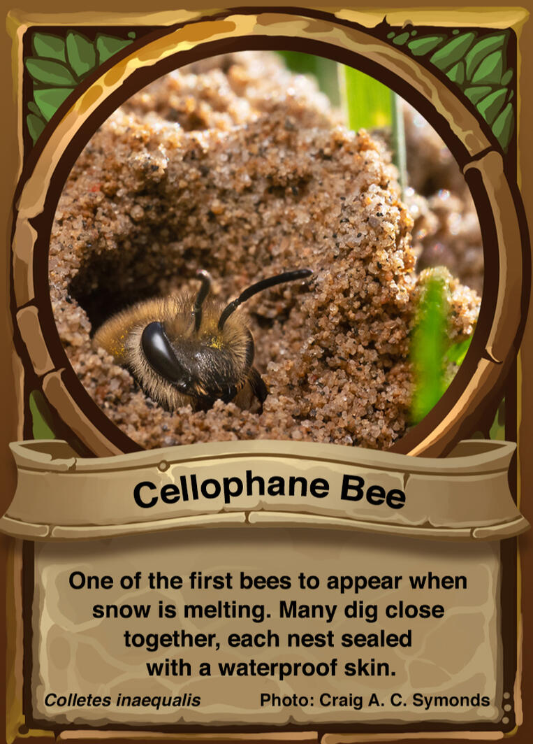 Cellophane Bee Auraswarm Trading Card
