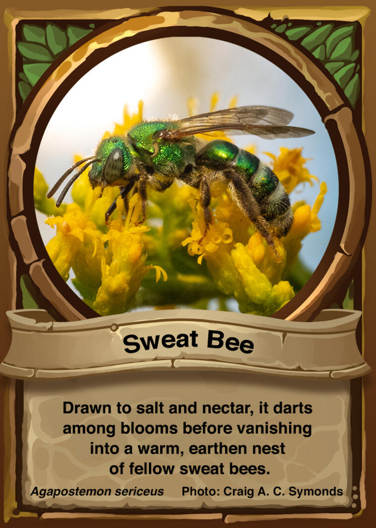 Sweat Bee Auraswarm Trading Card