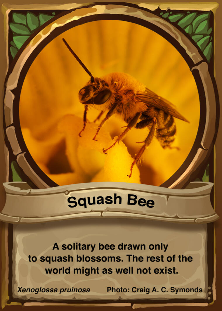Squash Bee Auraswarm Trading Card
