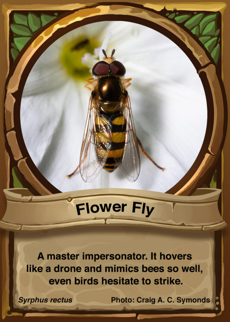 Flower Fly Auraswarm Trading Card
