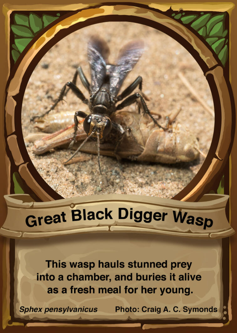 Great Black Digger Wasp Auraswarm Trading Card