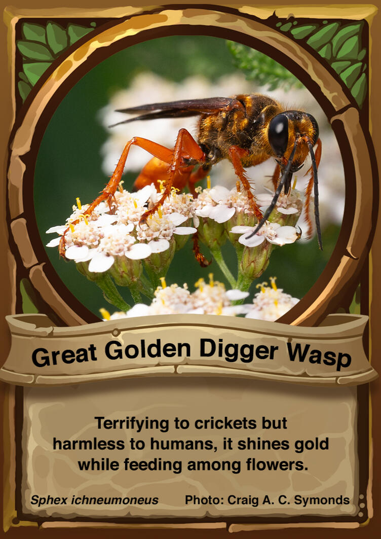 Great Golden Digger Wasp Auraswarm Trading Card