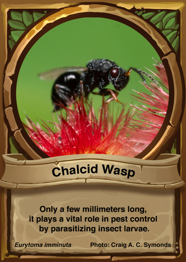 Chalcid Wasp Auraswarm Trading Card