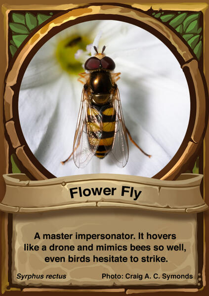 Flower Fly Auraswarm Trading Card
