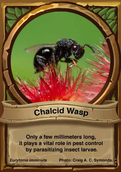 Chalcid Wasp Auraswarm Trading Card