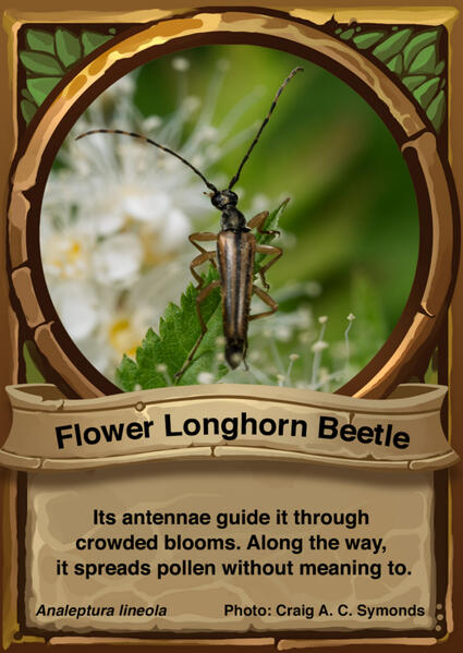 Flower Longhorn Beetle Auraswarm Trading Card