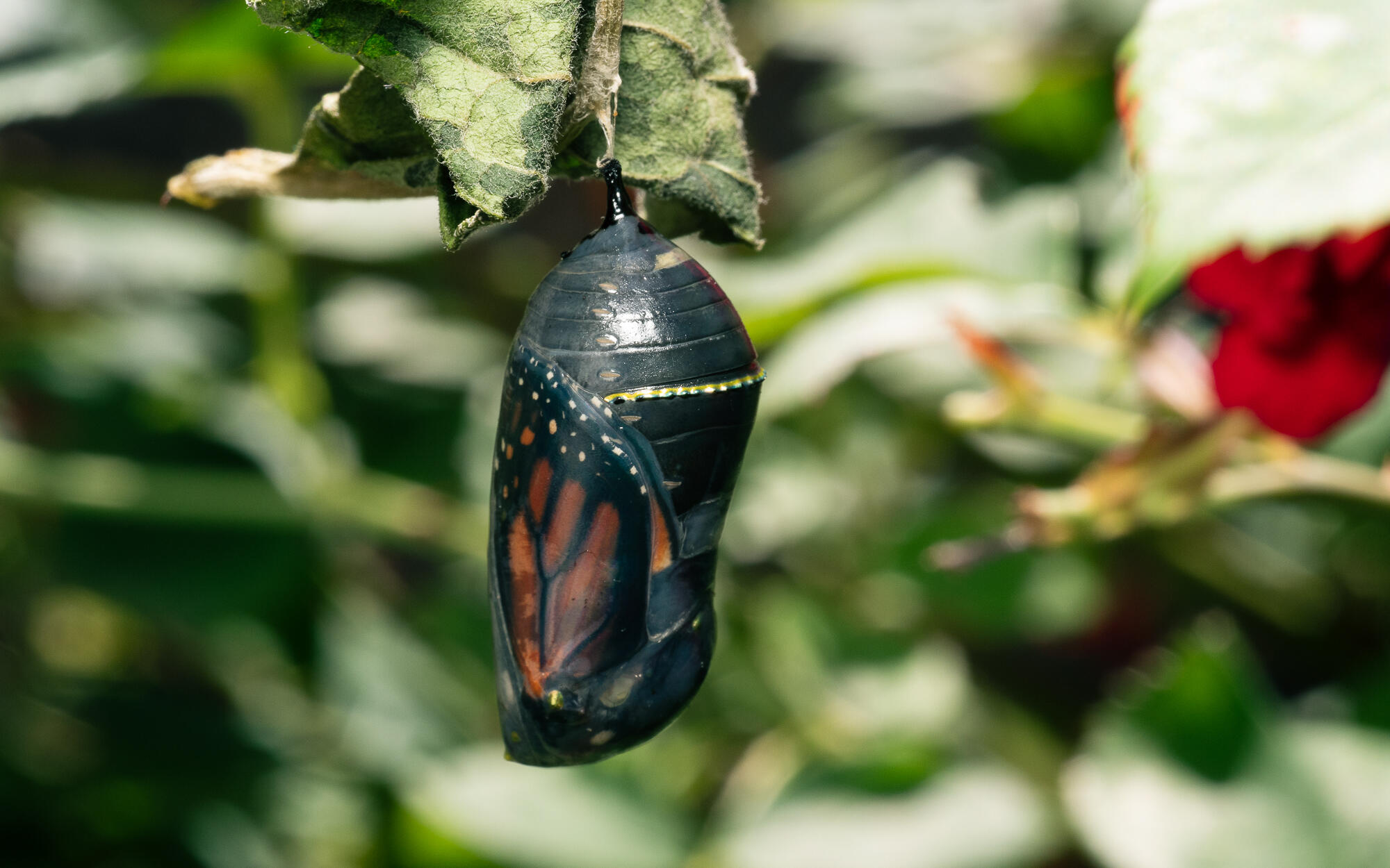 Monarch Chrysalis