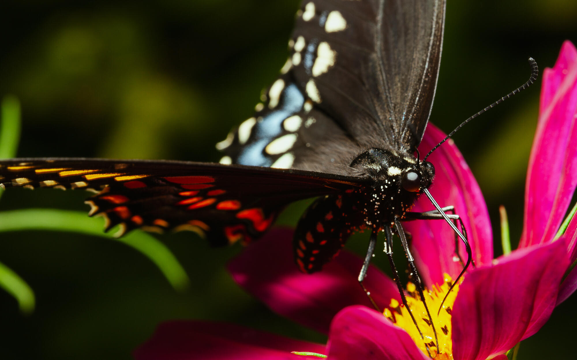 Black Swallowtail Butterfly