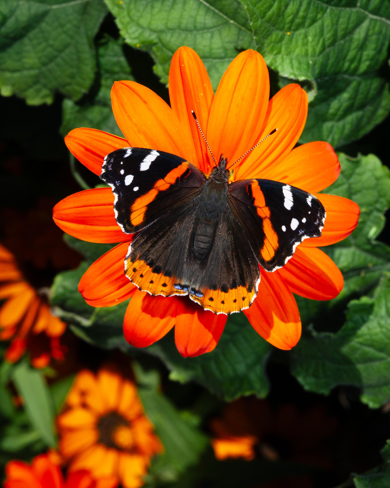 Red Admiral Butterfly