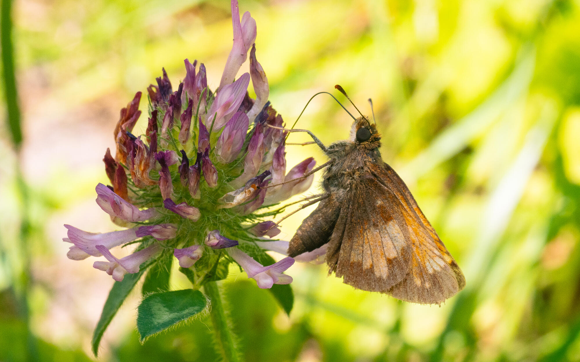 Skipper Butterfly