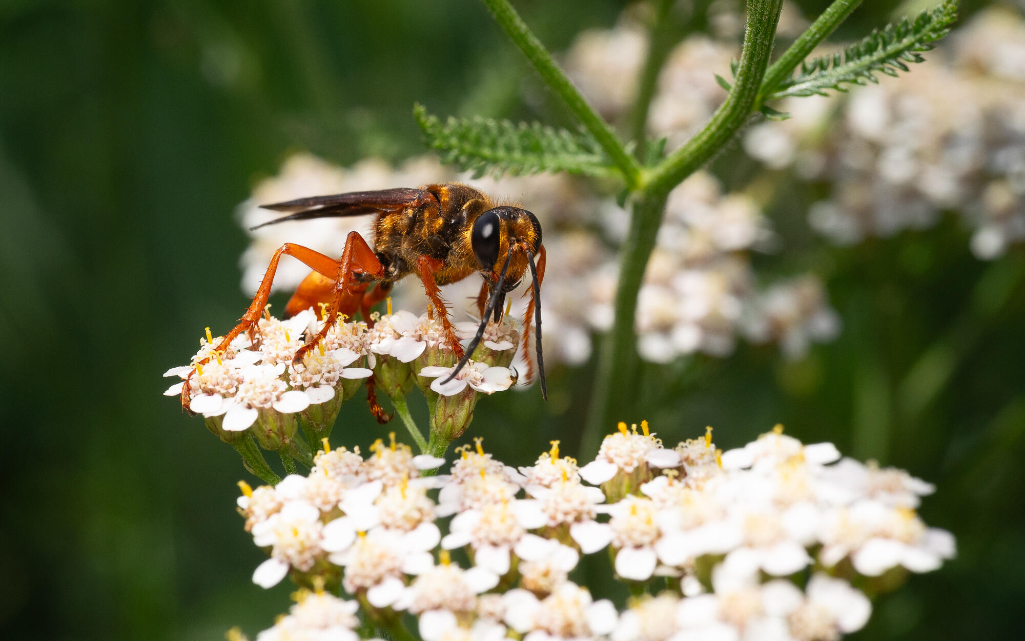 Great Golden Digger Wasp