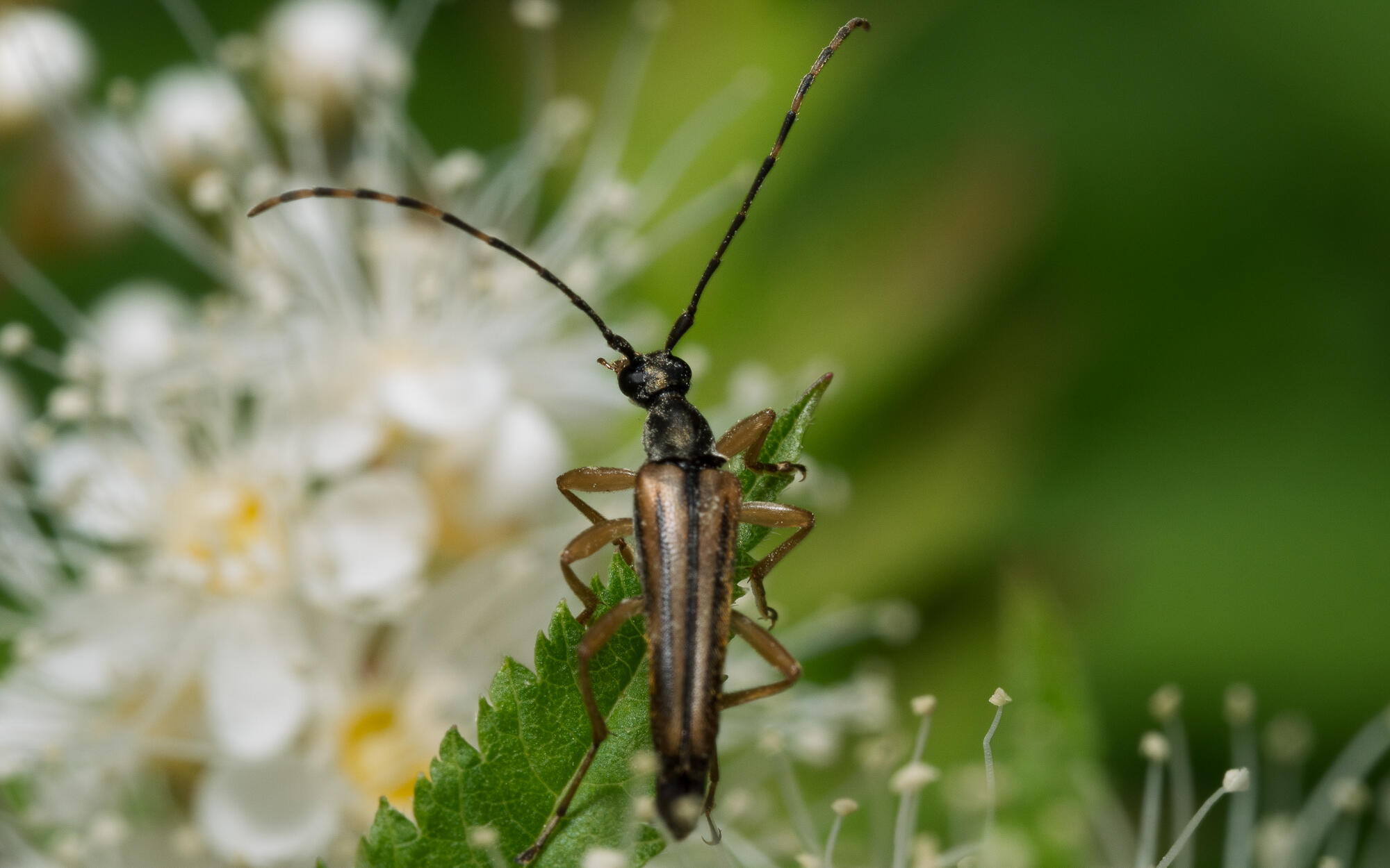 Flower Longhorn Beetle